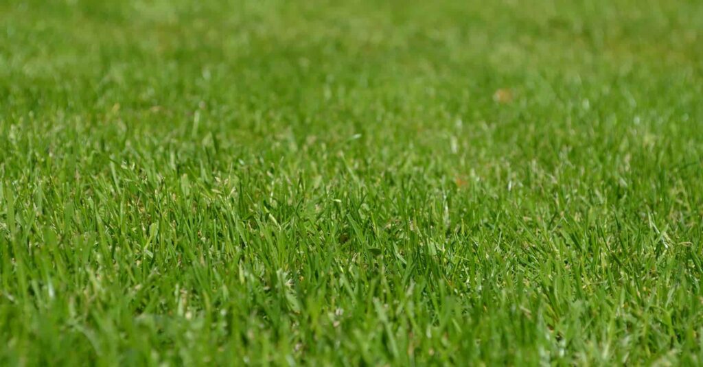 Cesped Bermuda 1024x535 1